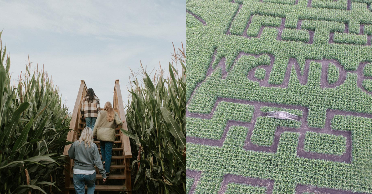 Chilliwack Corn Maze